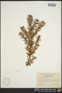 Taxus canadensis image