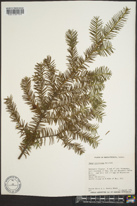 Taxus canadensis image