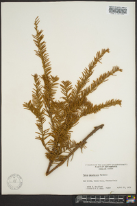 Taxus canadensis image