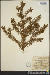 Taxus canadensis image