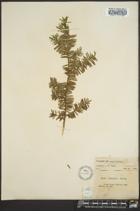 Taxus canadensis image