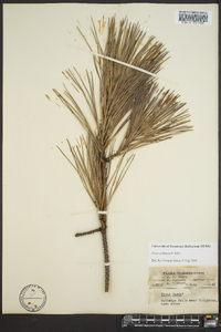 Pinus echinata image