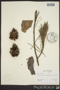 Pinus echinata image