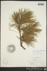 Pinus echinata image