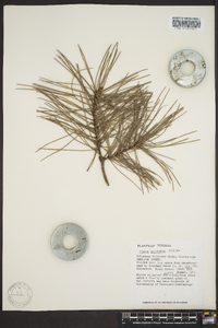 Pinus echinata image