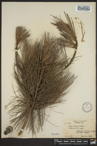 Pinus echinata image