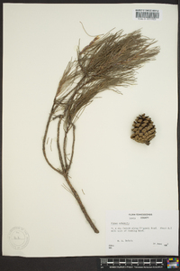 Pinus echinata image