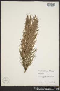 Pinus echinata image