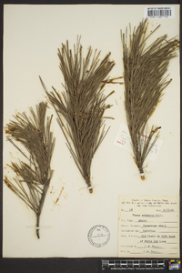 Pinus echinata image