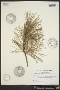 Pinus echinata image