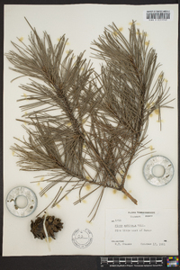 Pinus echinata image