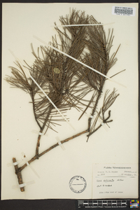 Pinus echinata image