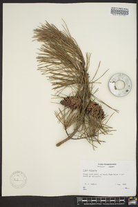 Pinus echinata image