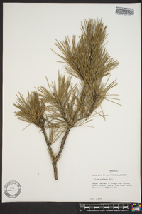 Pinus echinata image