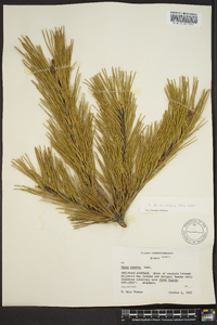 Pinus pungens image