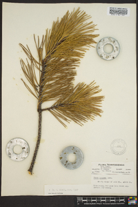 Pinus pungens image