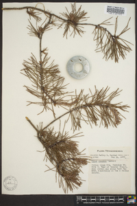 Pinus pungens image