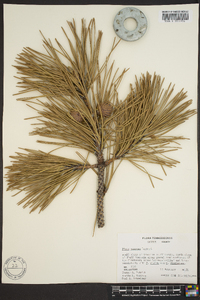 Pinus pungens image