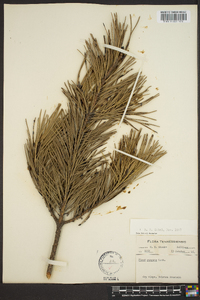 Pinus pungens image