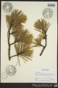 Pinus pungens image