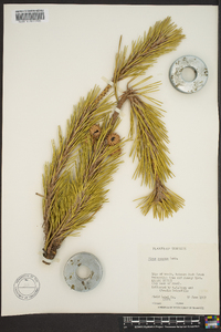 Pinus pungens image