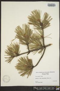 Pinus pungens image