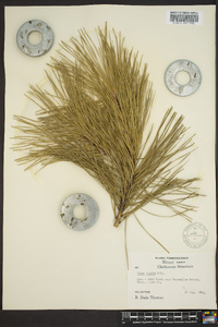 Pinus echinata image