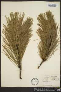 Pinus rigida image