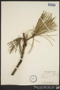 Pinus rigida image