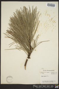 Pinus rigida image