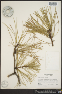 Pinus rigida image