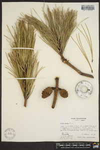 Pinus rigida image