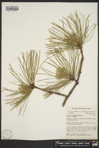 Pinus rigida image