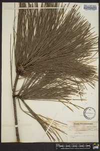 Pinus taeda image