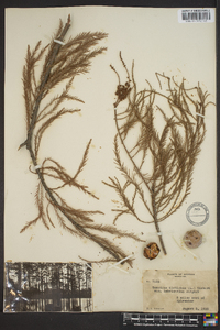 Taxodium distichum var. imbricarium image