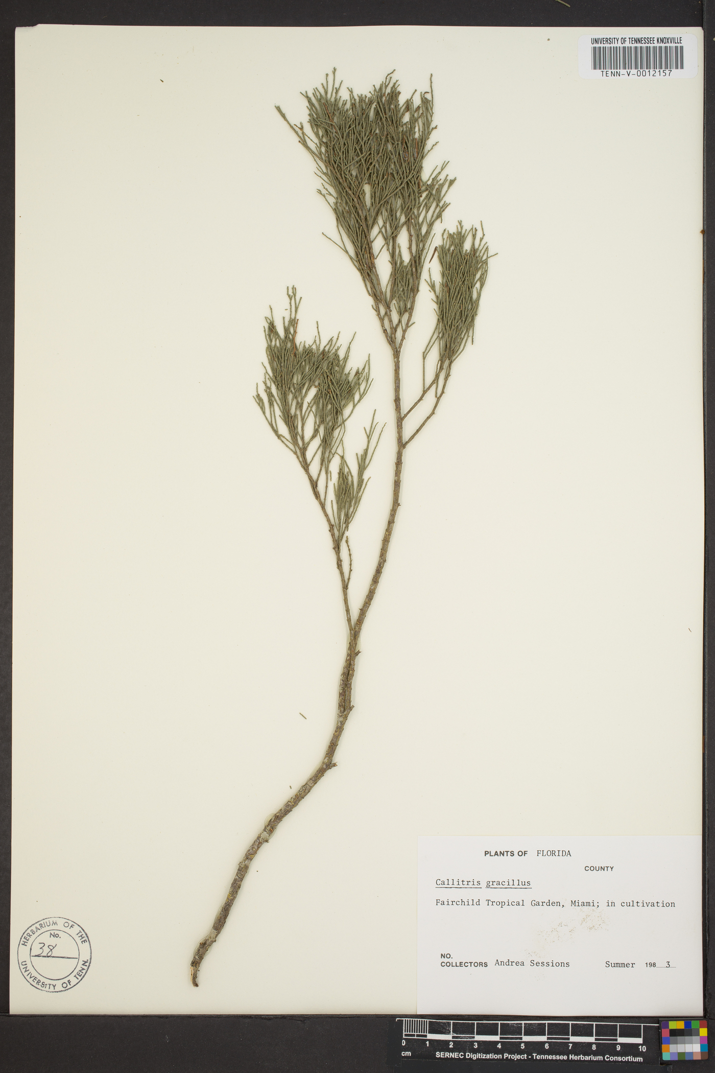 Callitris preissii image