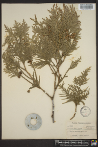 Thuja occidentalis image