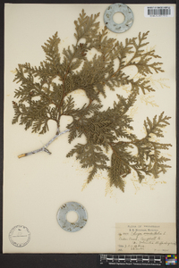 Thuja occidentalis image