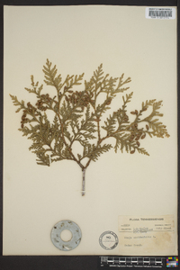 Thuja occidentalis image