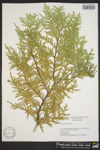 Thuja occidentalis image