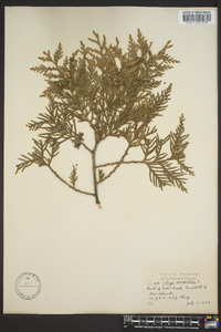 Thuja occidentalis image