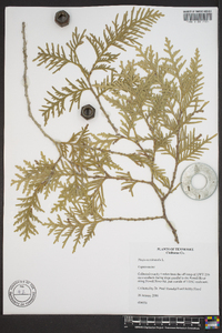 Thuja occidentalis image