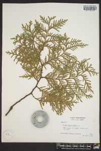 Thuja occidentalis image