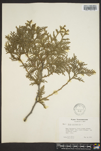 Thuja occidentalis image