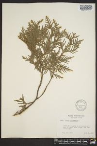 Thuja occidentalis image