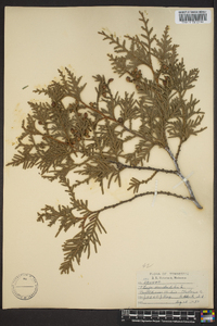 Thuja occidentalis image