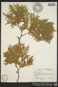 Thuja occidentalis image