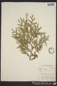 Thuja occidentalis image