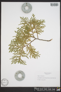 Thuja occidentalis image