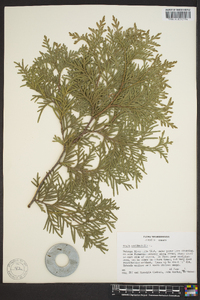 Thuja occidentalis image